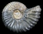 Acanthohoplites Ammonite Fossil - Caucasus, Russia #30091-1